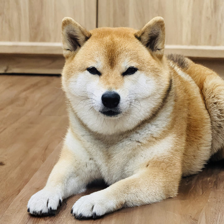 Kuma 芯耕圓之王